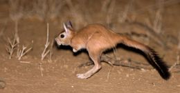 Image of South African Spring Hare