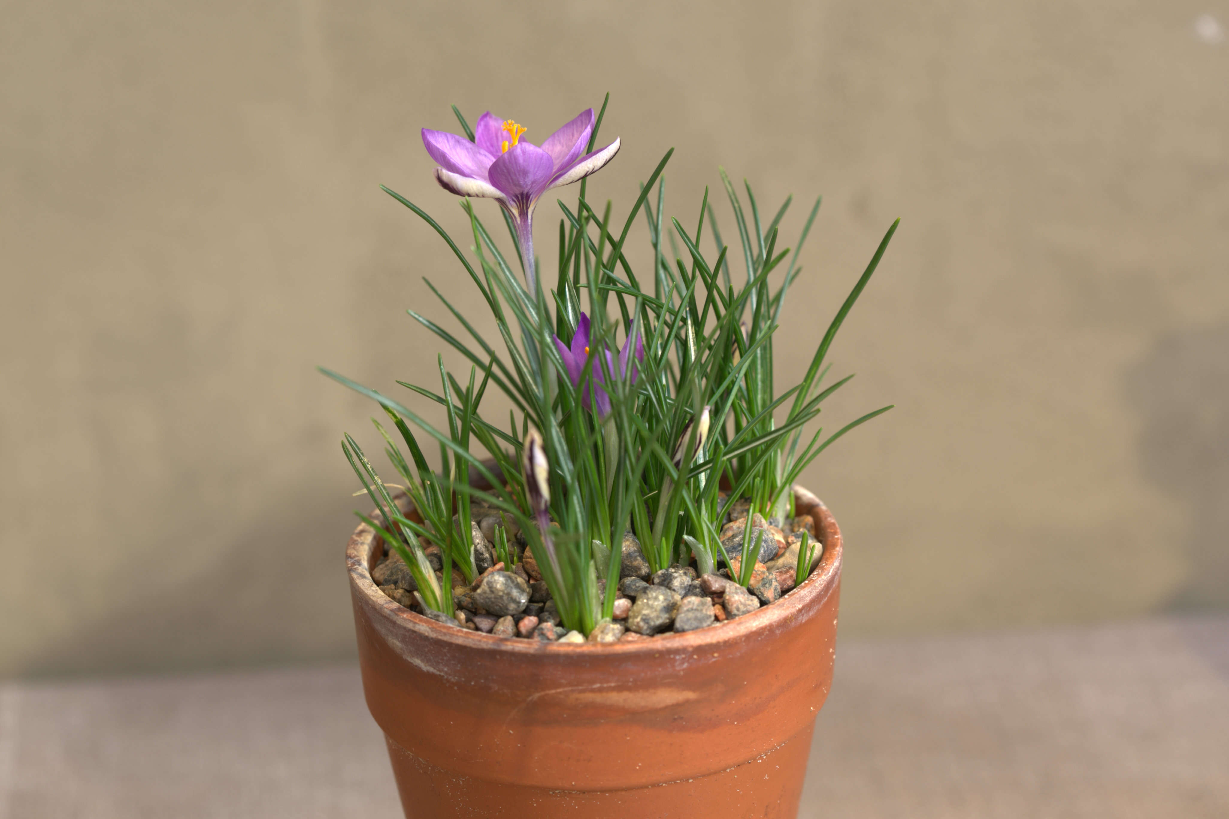 Image of Least purple crocus