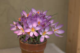 Image of Corsican crocus