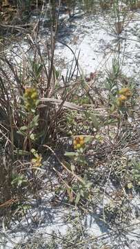 Image of Florida scrub frostweed