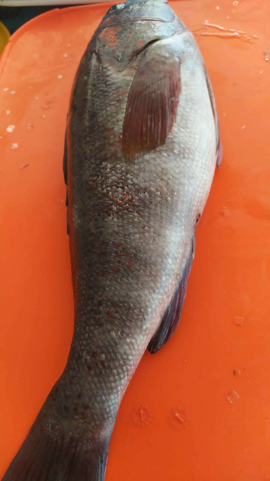 Image of Peruvian rock seabass