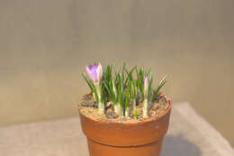 Plancia ëd Crocus etruscus Parl.