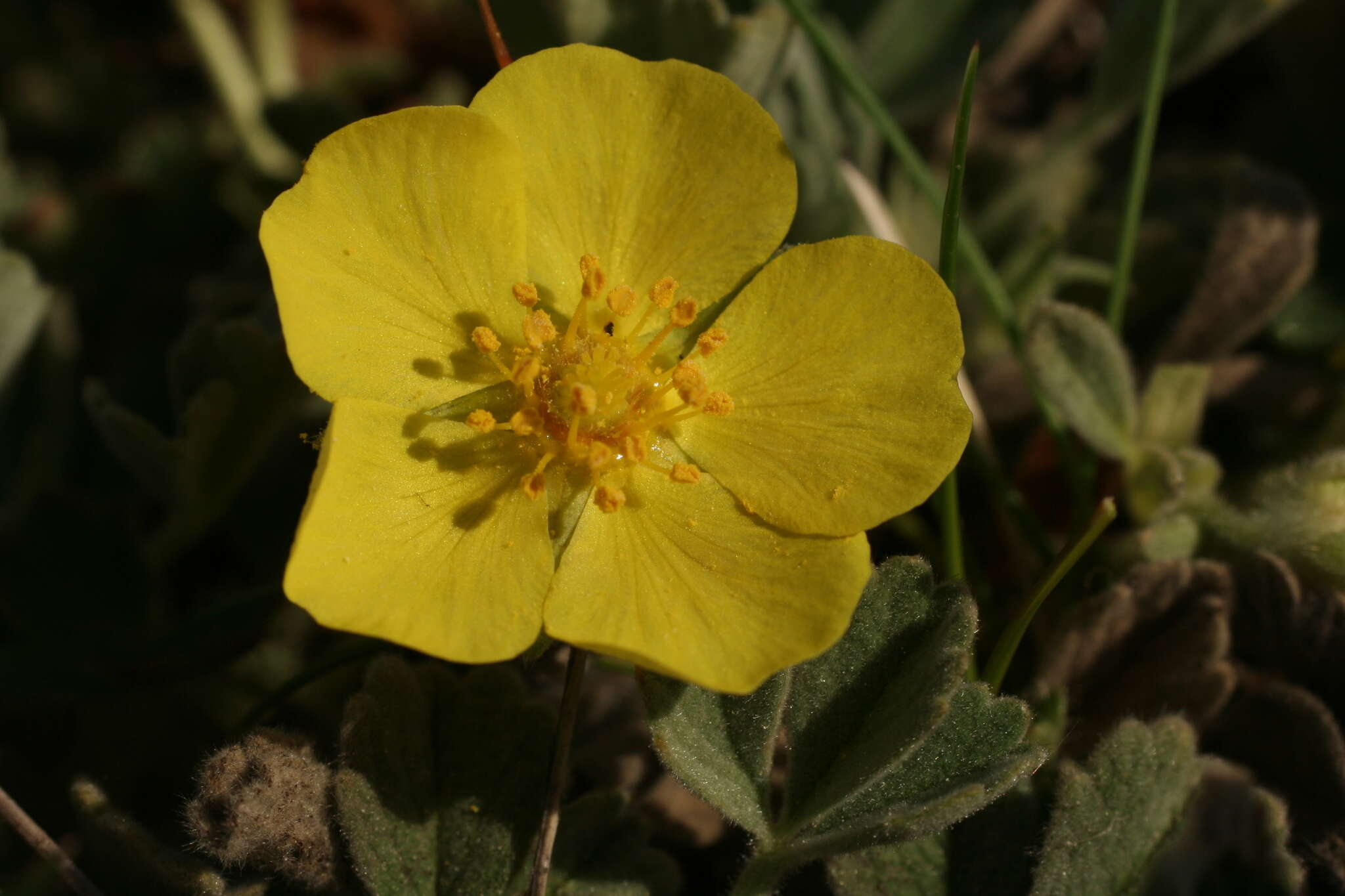 Image of abbotswood potentilla