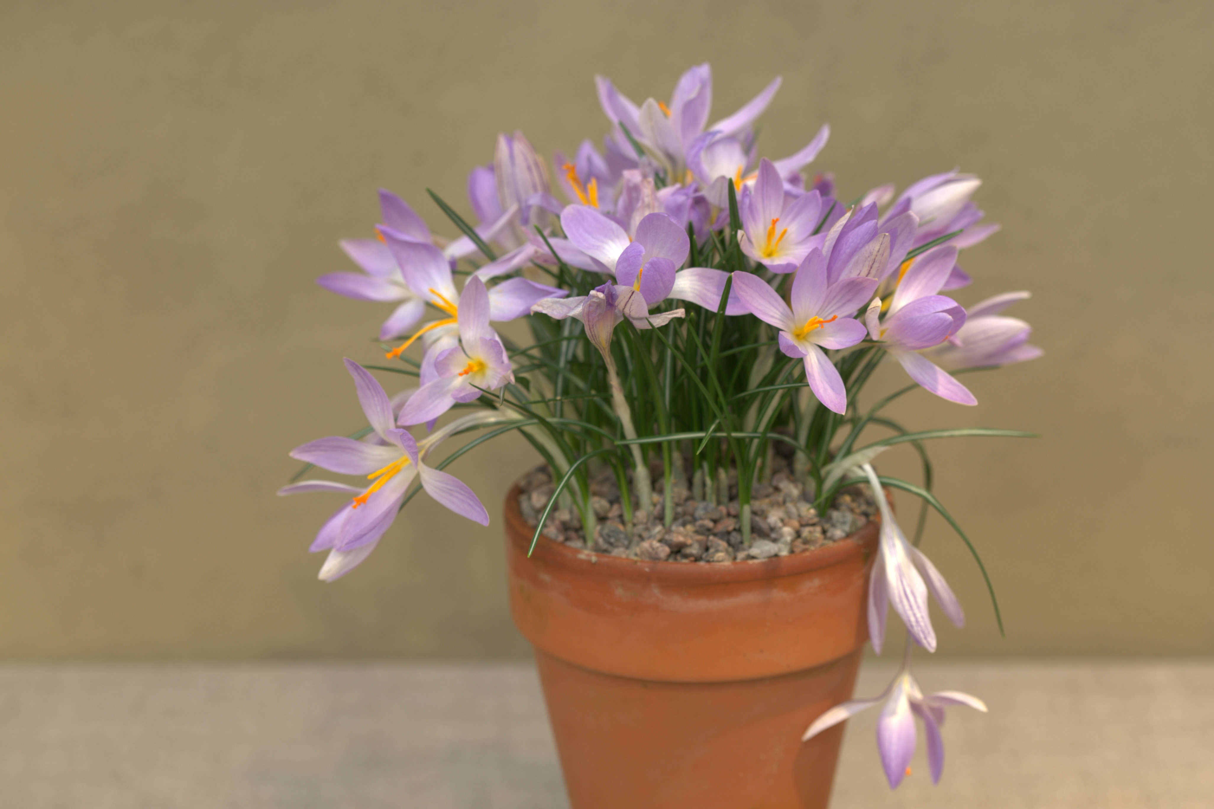 Plancia ëd Crocus etruscus Parl.