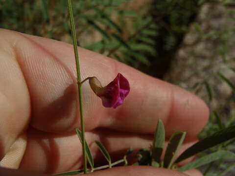 Image of red hoarypea