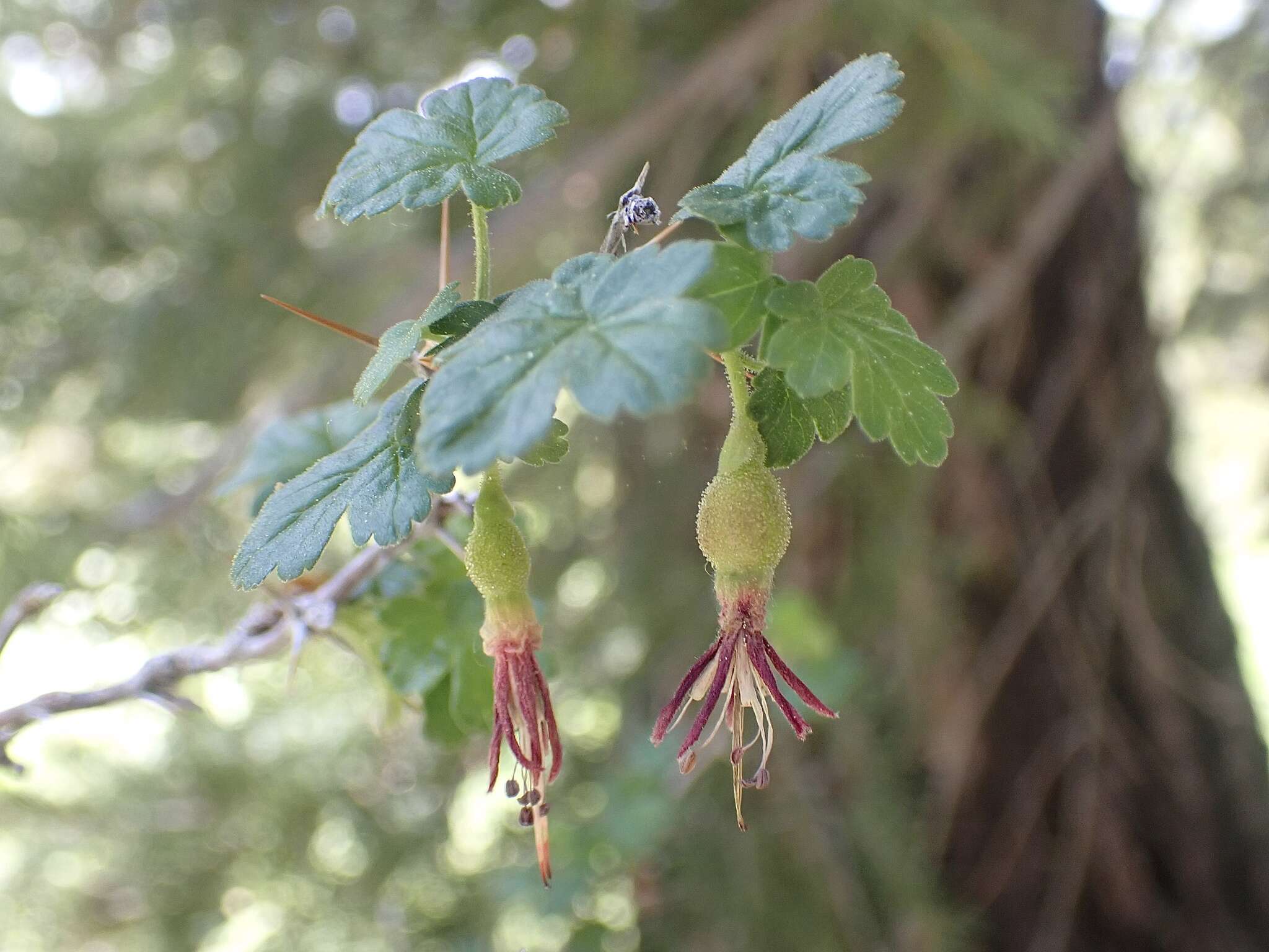 Plancia ëd Ribes cruentum Greene