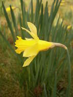 Image of Narcissus pseudonarcissus subsp. major (Curtis) Baker