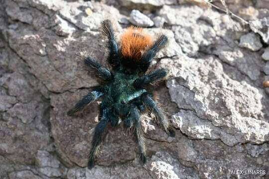 Image of Aphonopelma mooreae Smith 1995