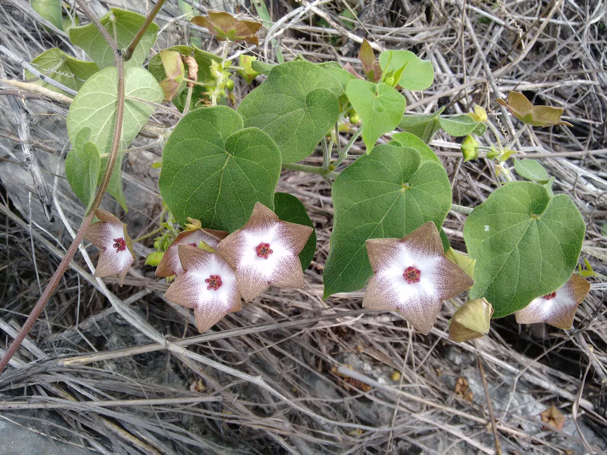 Image of arborescente rattan