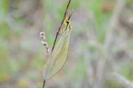 Image de Myrmecaelurus