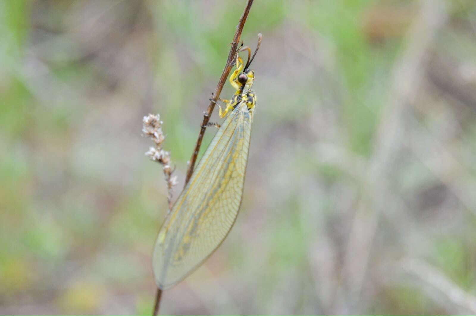 Image de Myrmecaelurus