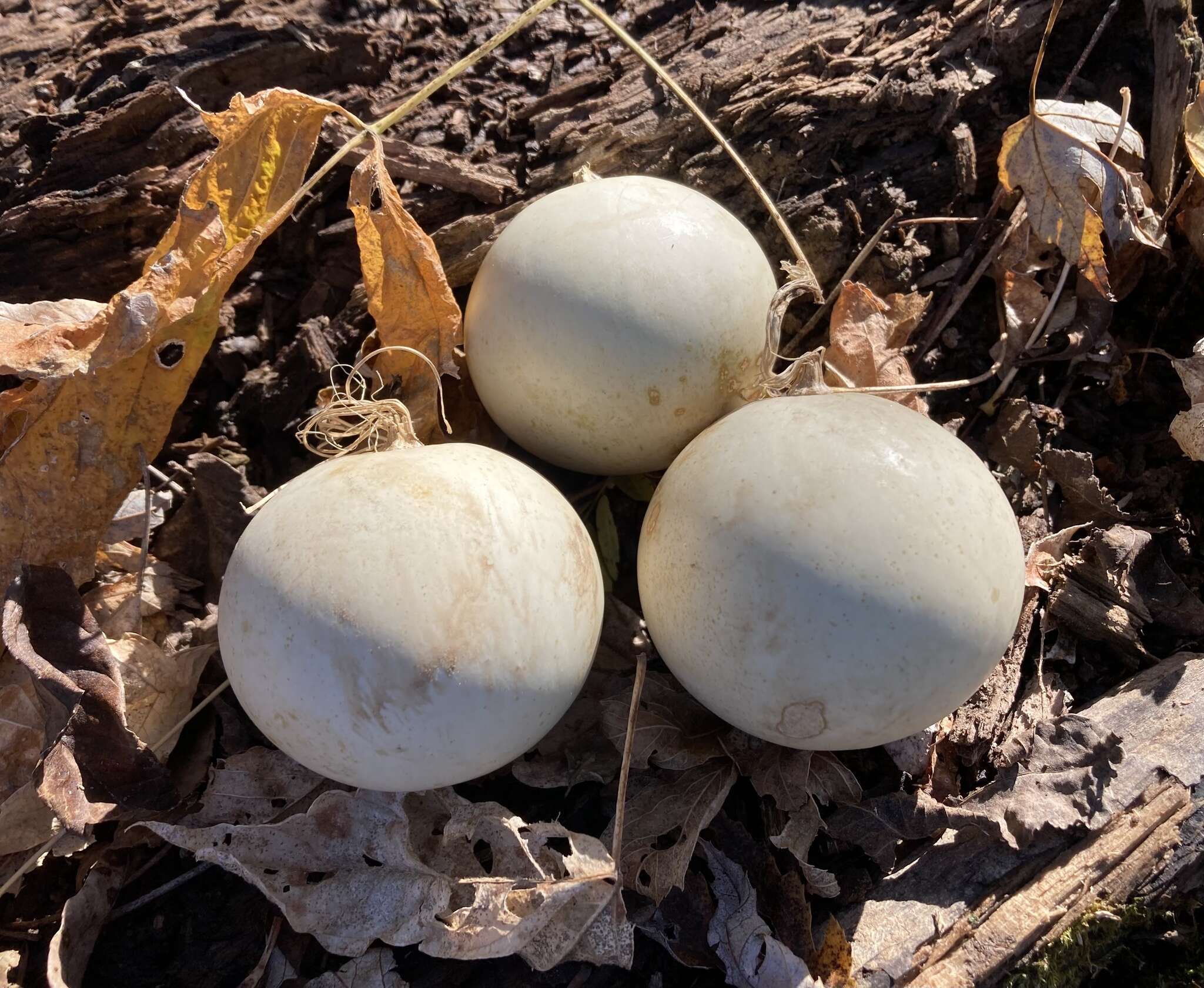 صورة Cucurbita melopepo var. ozarkana (Deck.-Walt.) G. L. Nesom