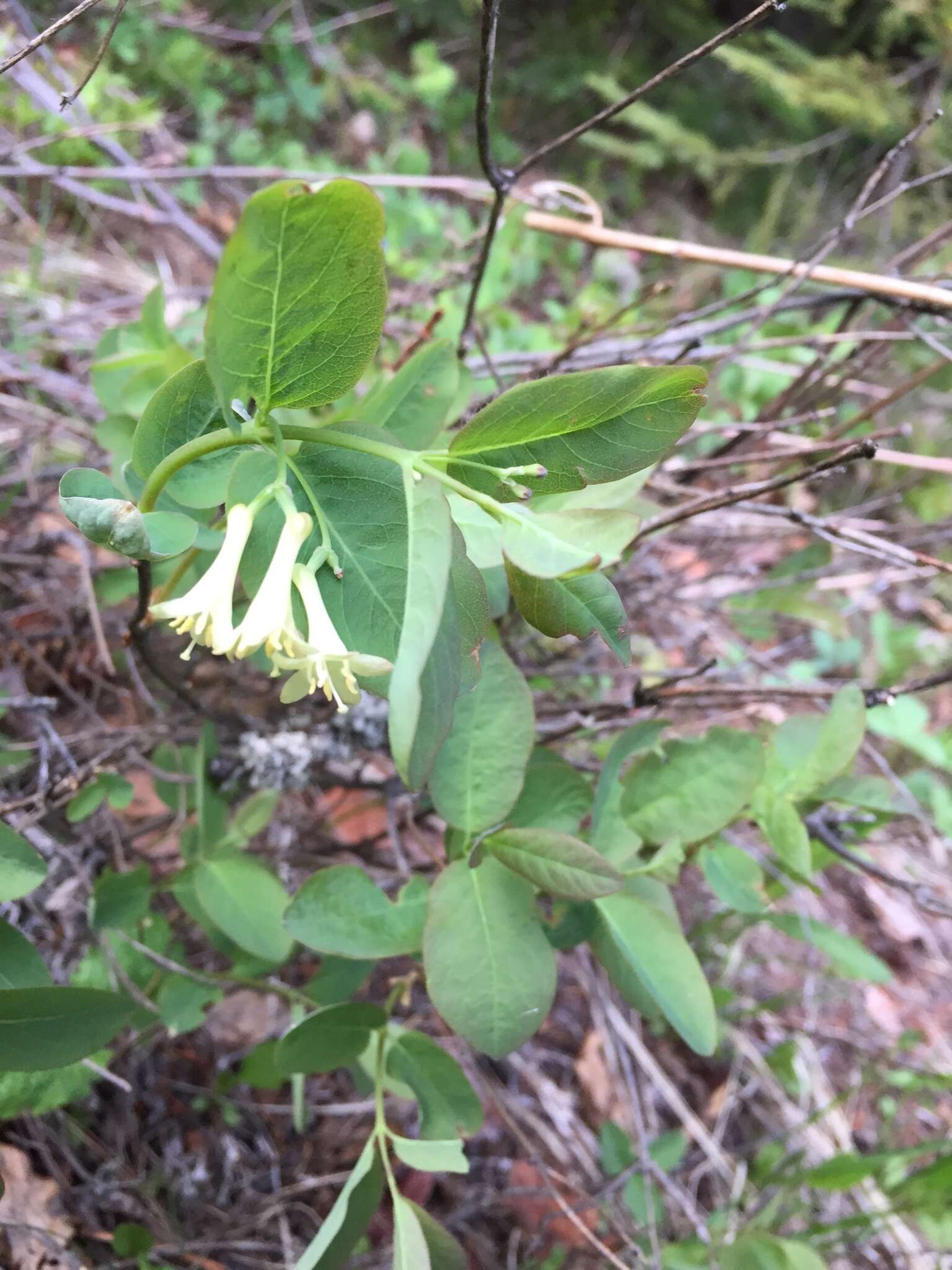 Слика од Lonicera utahensis S. Wats.