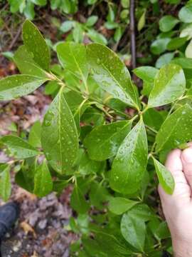 Plancia ëd Euonymus japonicus Thunb.