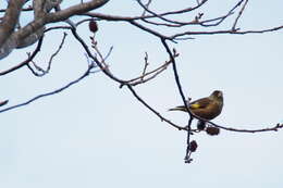 Image of Grey-capped Greenfinch