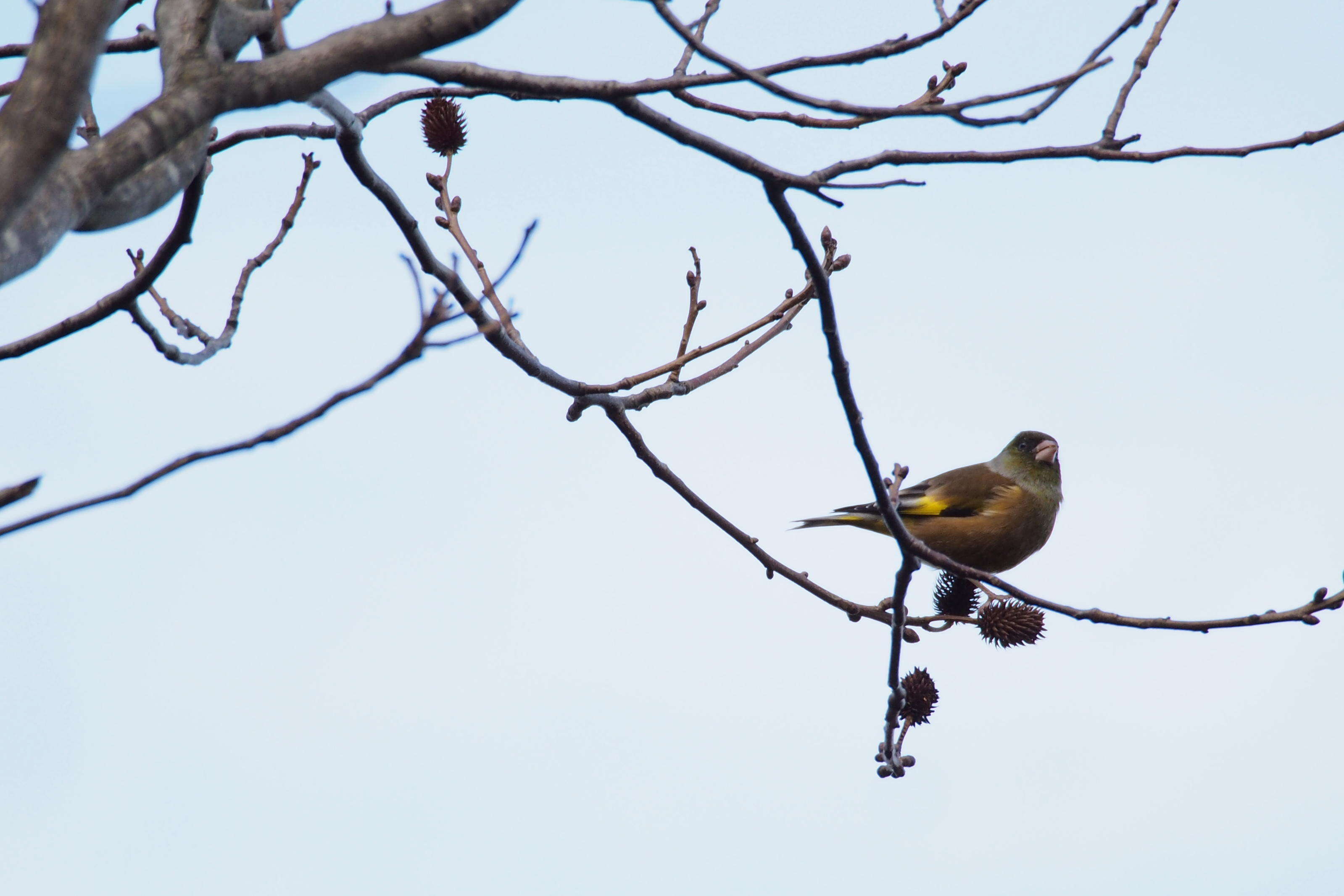 Image of Grey-capped Greenfinch