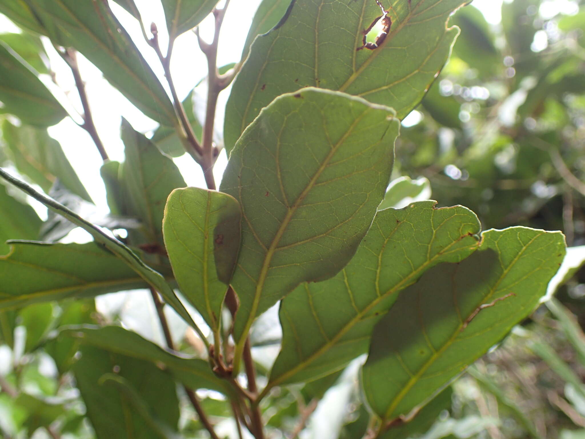 Cryptocarya latifolia Sond. resmi