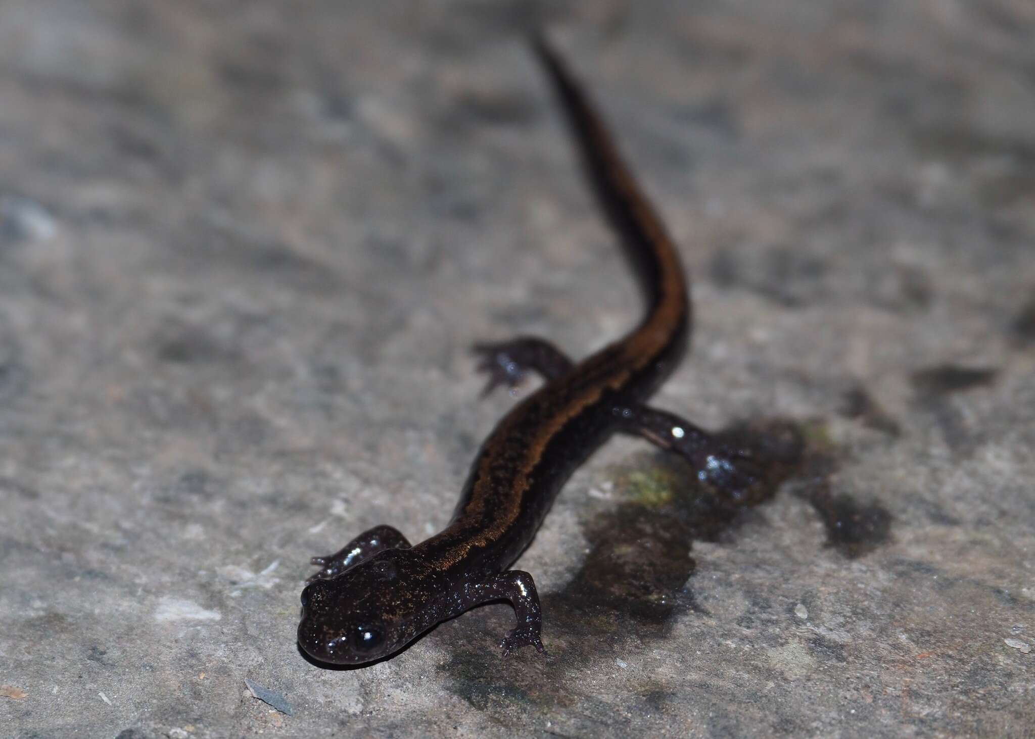 Image of Gold-striped salamander