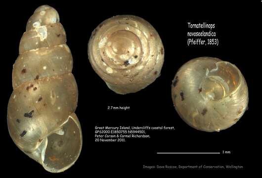 Imagem de Tornatellinops novoseelandicus (Küster 1852)