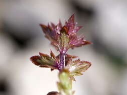 Imagem de Euphrasia salisburgensis Funck