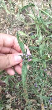 Image of Verbena hispida Ruiz & Pav.