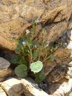 Image de Phacelia mustelina Coville