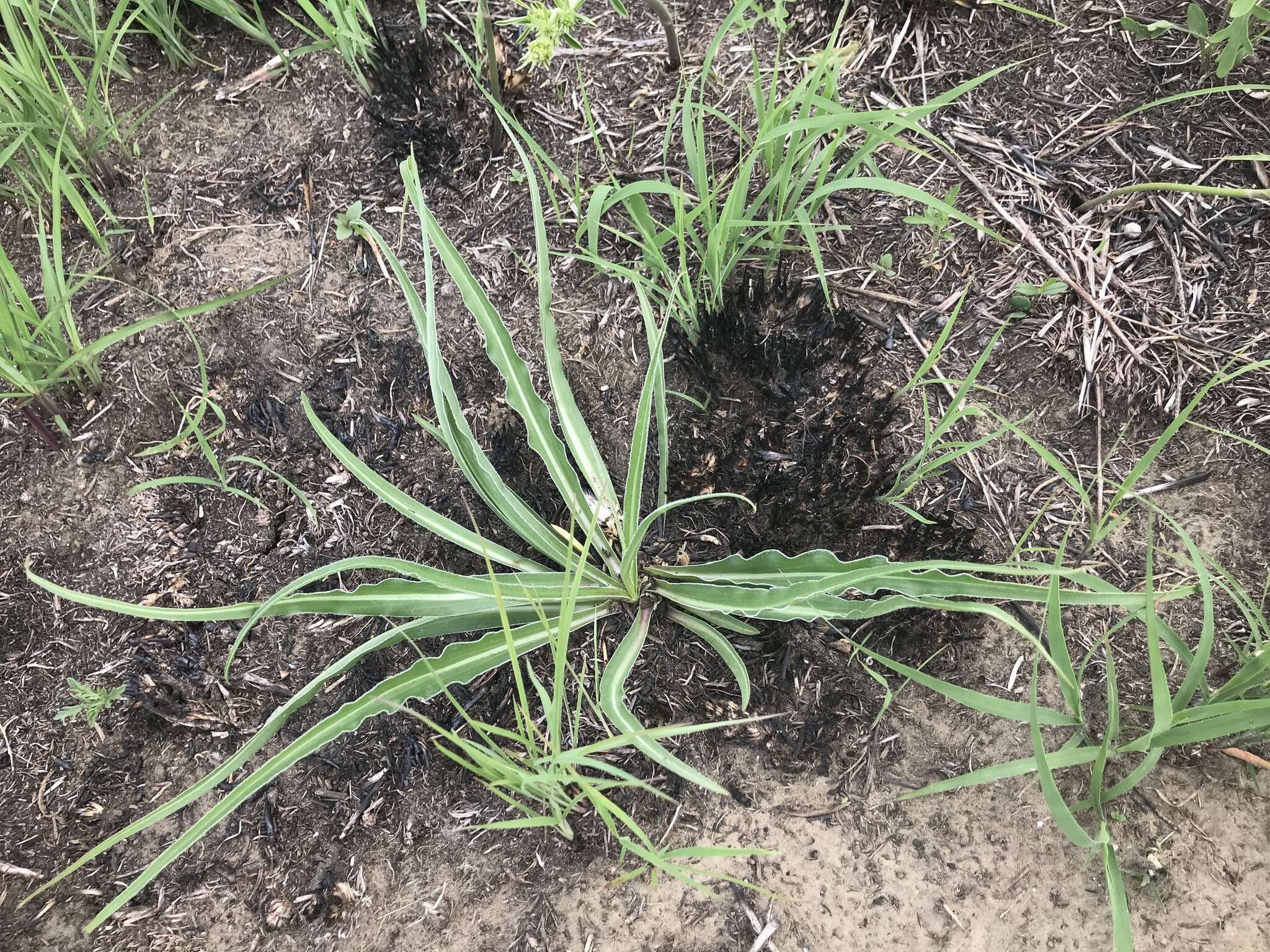 Image of prairie false dandelion