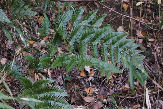 Image de Dryopteris erythrosora (D. C. Eat.) O. Kuntze