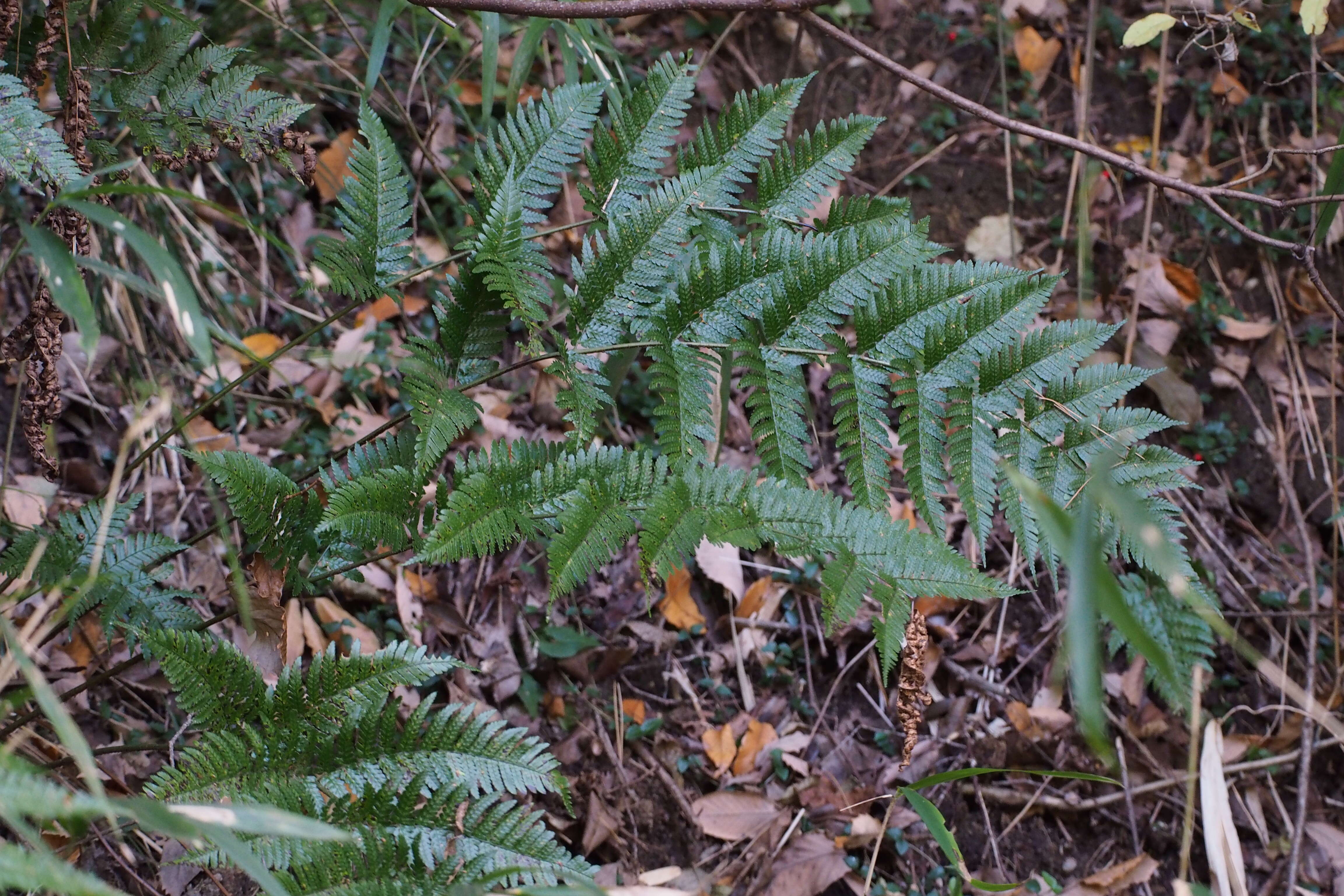 Image of Autumn fern