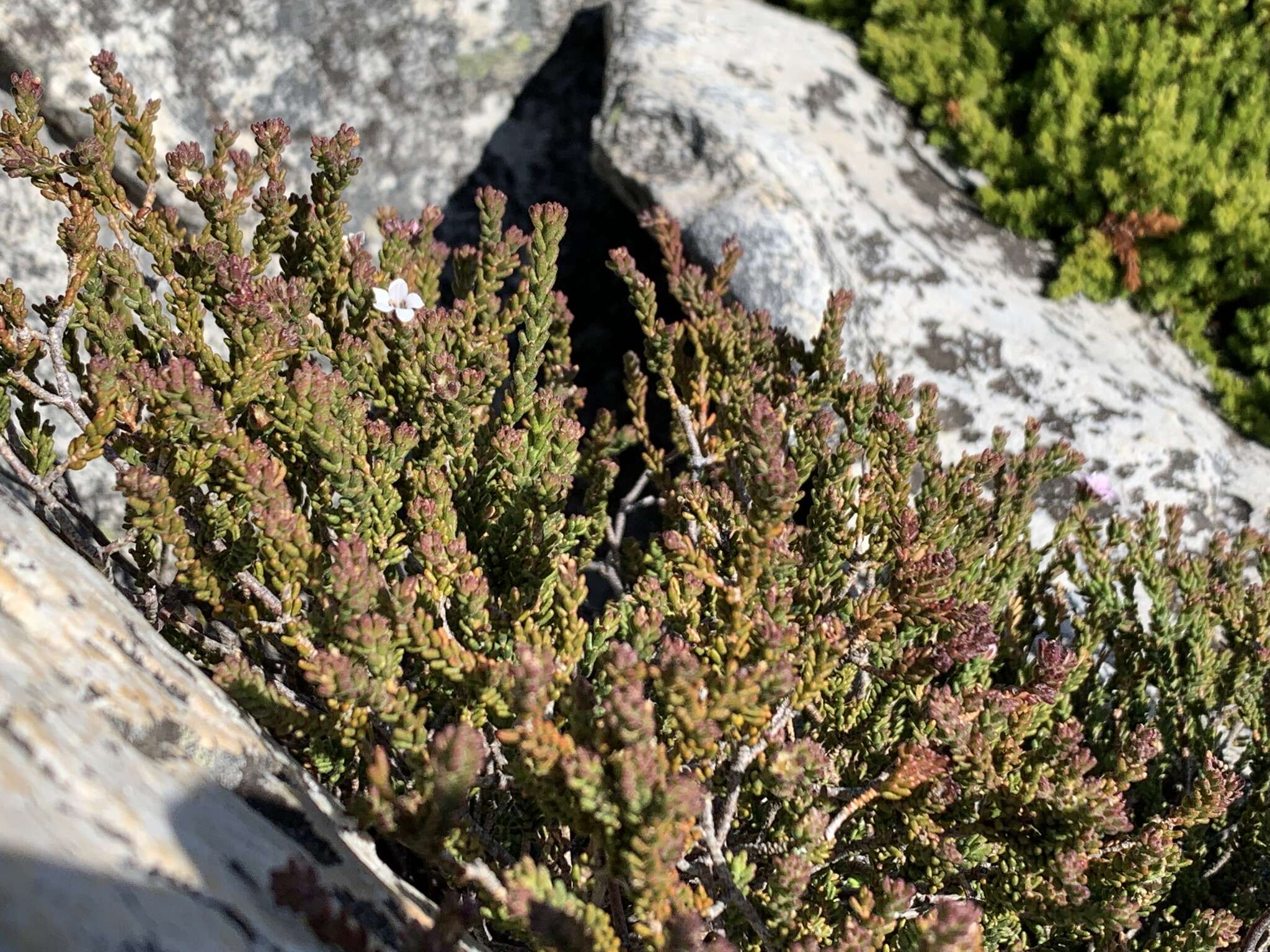 Image of Acmadenia teretifolia (Link) Phill.