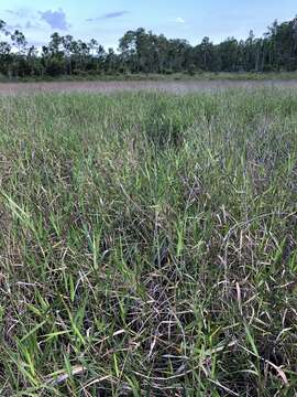 Plancia ëd Panicum hemitomon Schult.