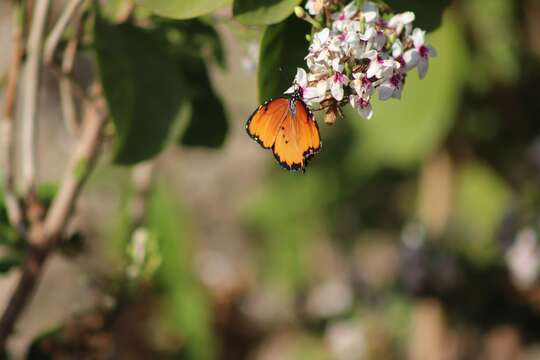 Image of Danaus (Anosia) chrysippus subsp. dorippus Klug 1845