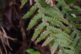 Image of beechfern