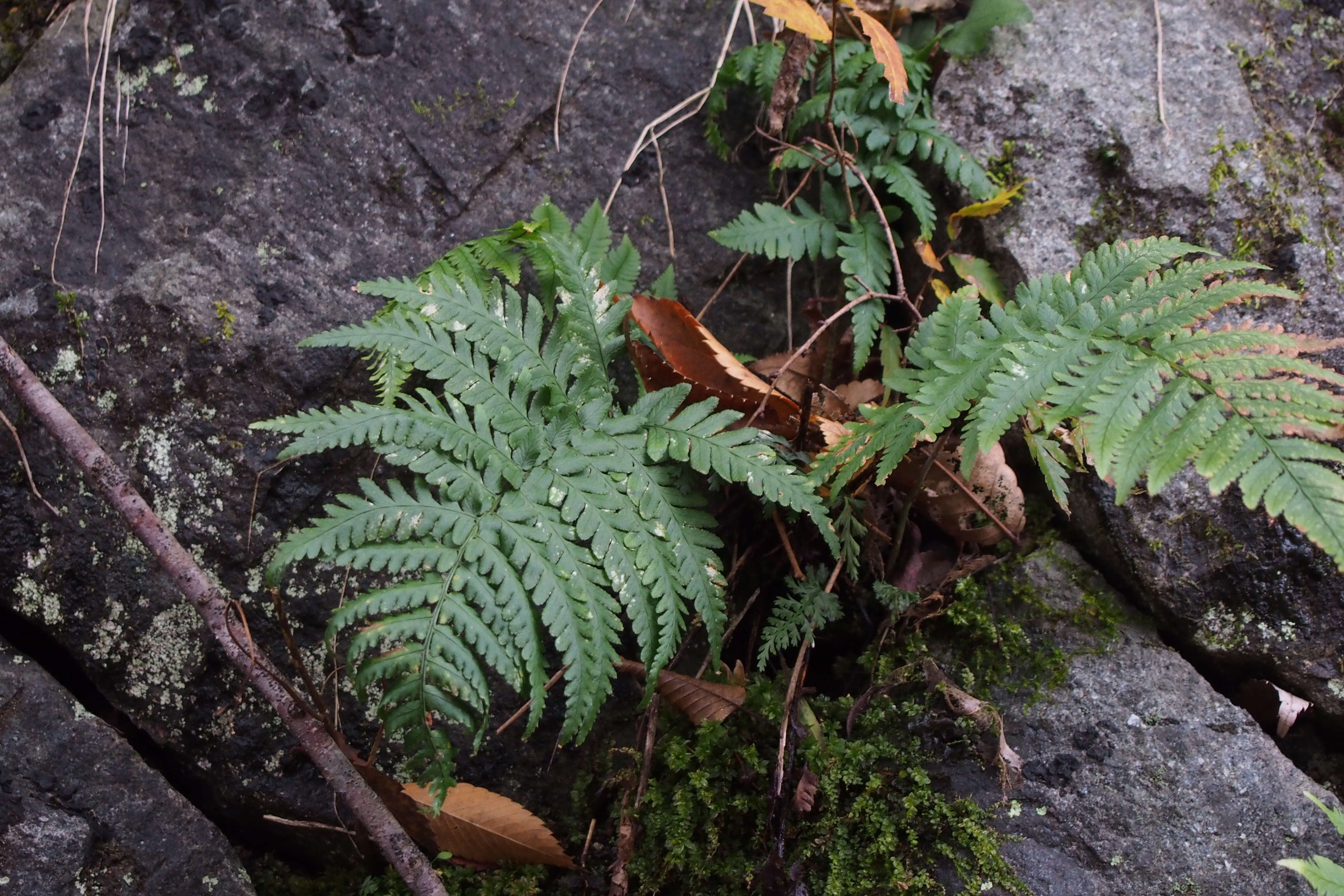 Image de Dryopteris erythrosora (D. C. Eat.) O. Kuntze