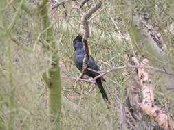 Image of Phainopepla Baird & SF 1858