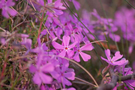 Image of moss phlox