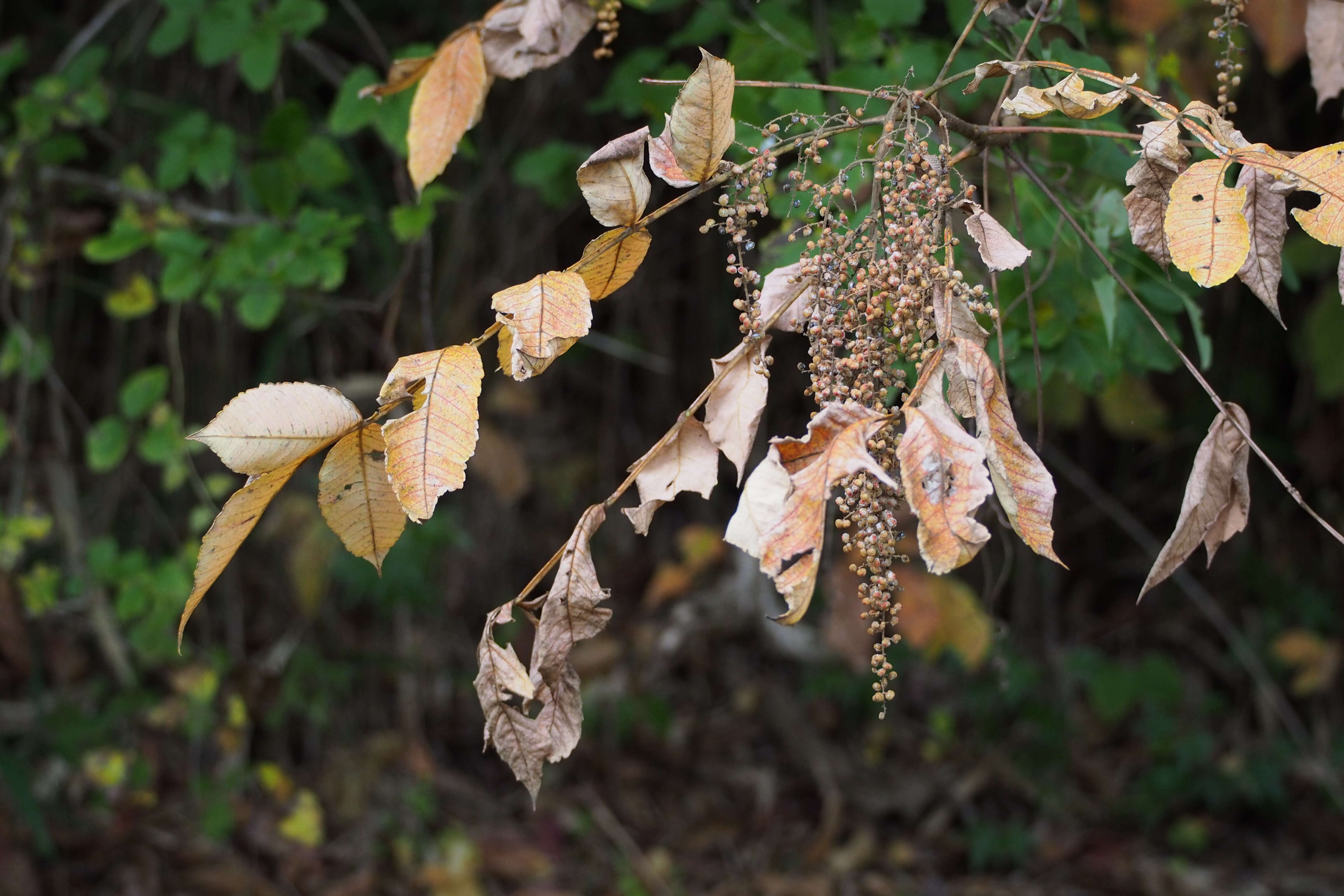 Sivun Rhus chinensis Mill. kuva