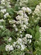 Image of white bedstraw