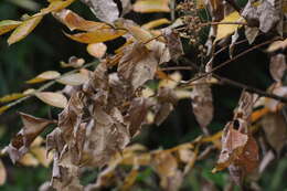 Sivun Rhus chinensis Mill. kuva