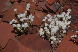 Image of Gomphrena cunninghamii (Moq.) Druce