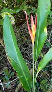 Image of parakeetflower