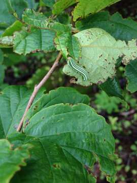 Image of European Spruce Sawfly