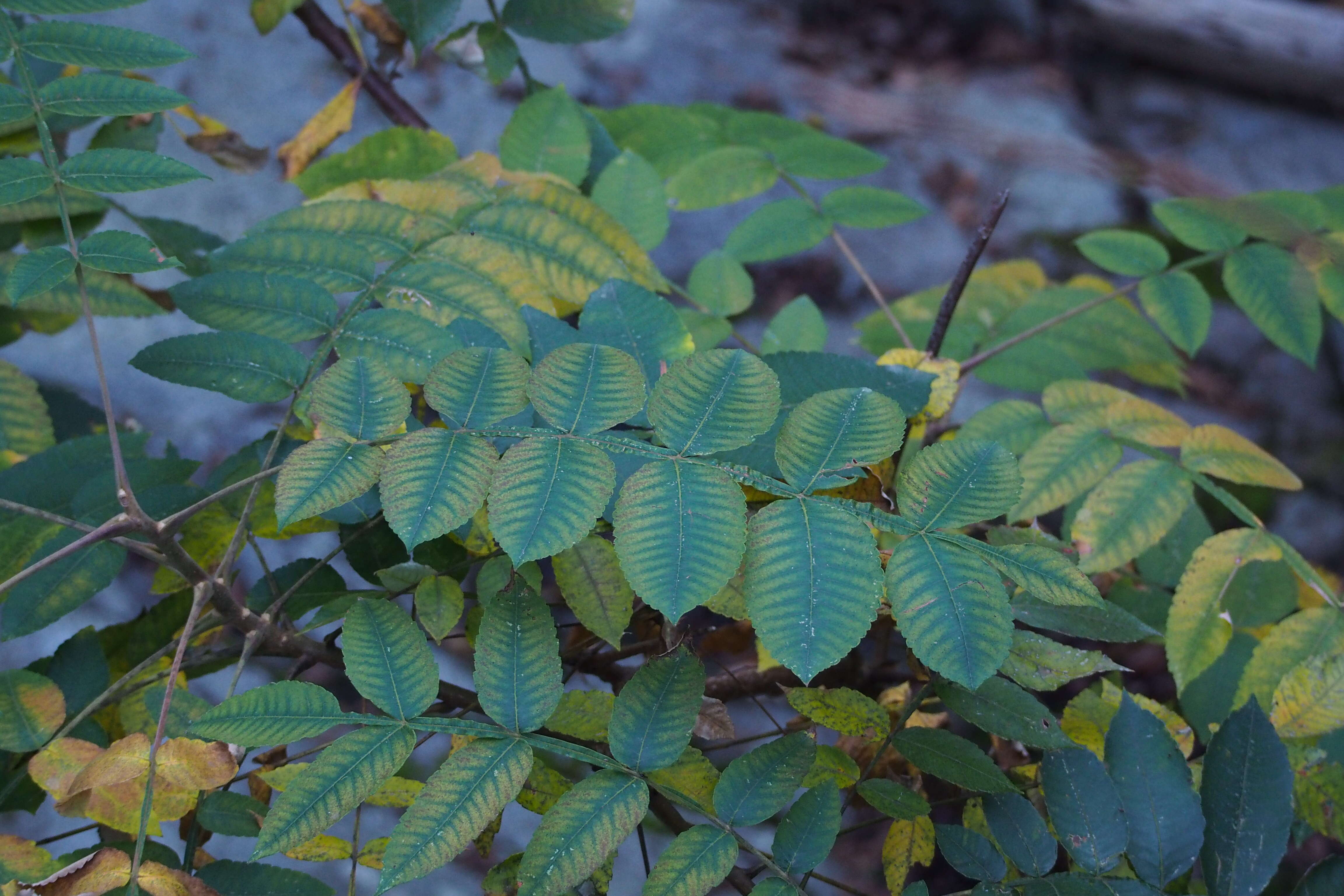 Sivun Rhus chinensis Mill. kuva