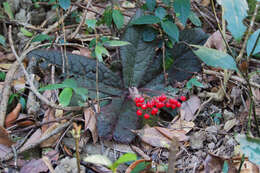 Image of Ardisia primulifolia Gardner & Champ.