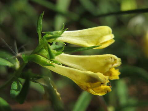 Image of common cow-wheat