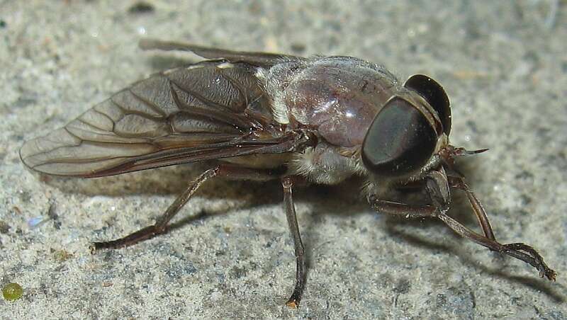 Image of Tabanus catenatus Walker 1848