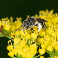 Image of Golden-Alexanders Andrena