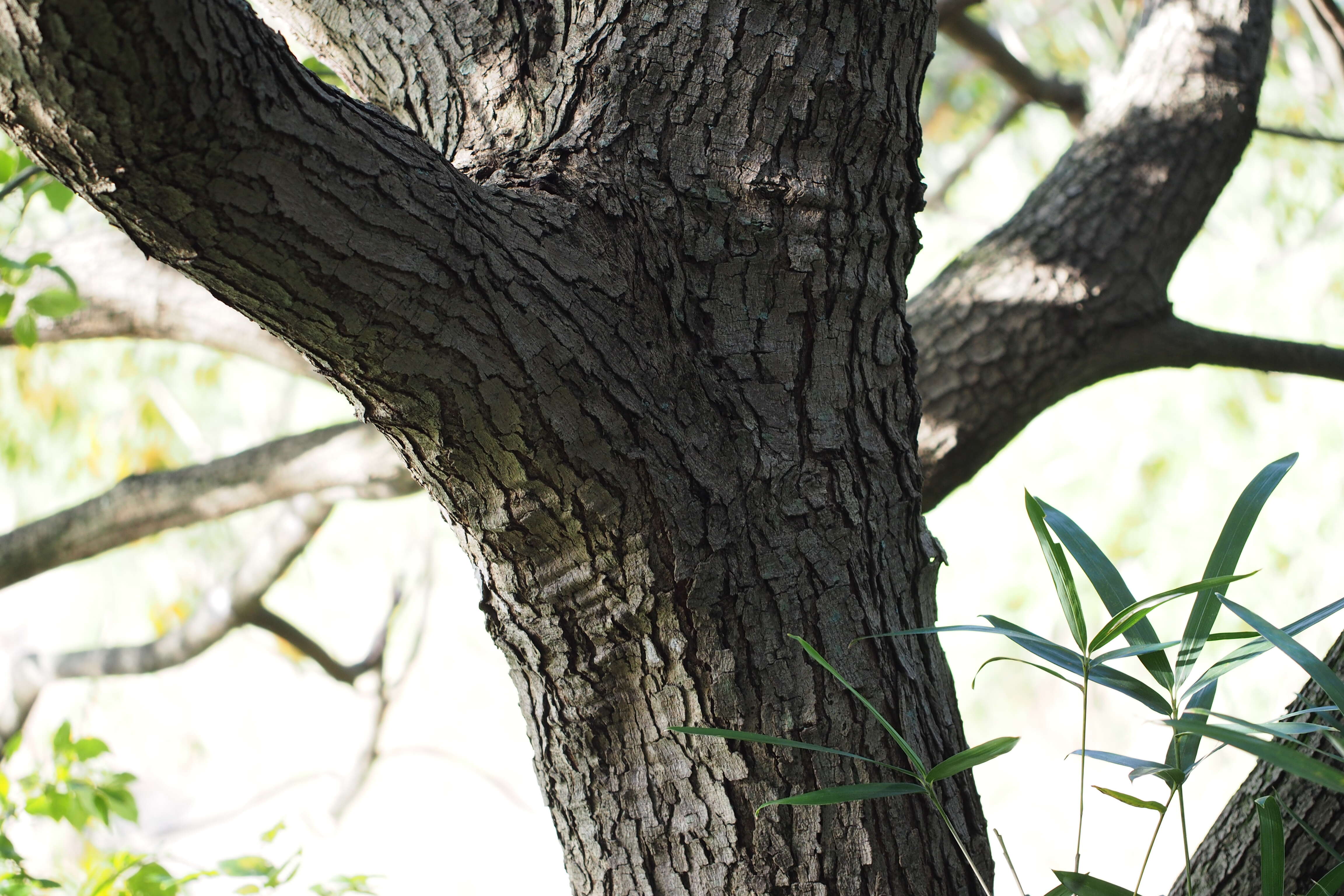 Sivun Toxicodendron succedaneum (L.) Kuntze kuva