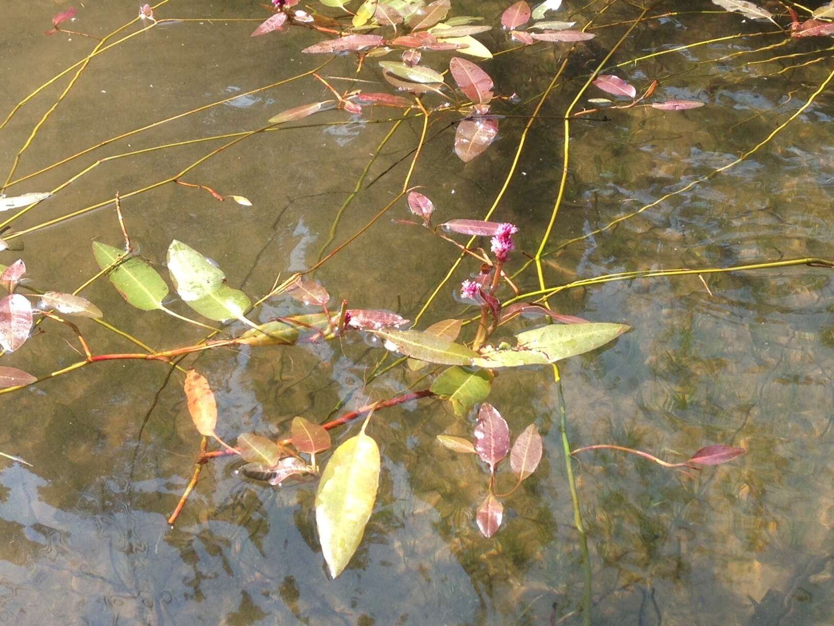 Image of water smartweed