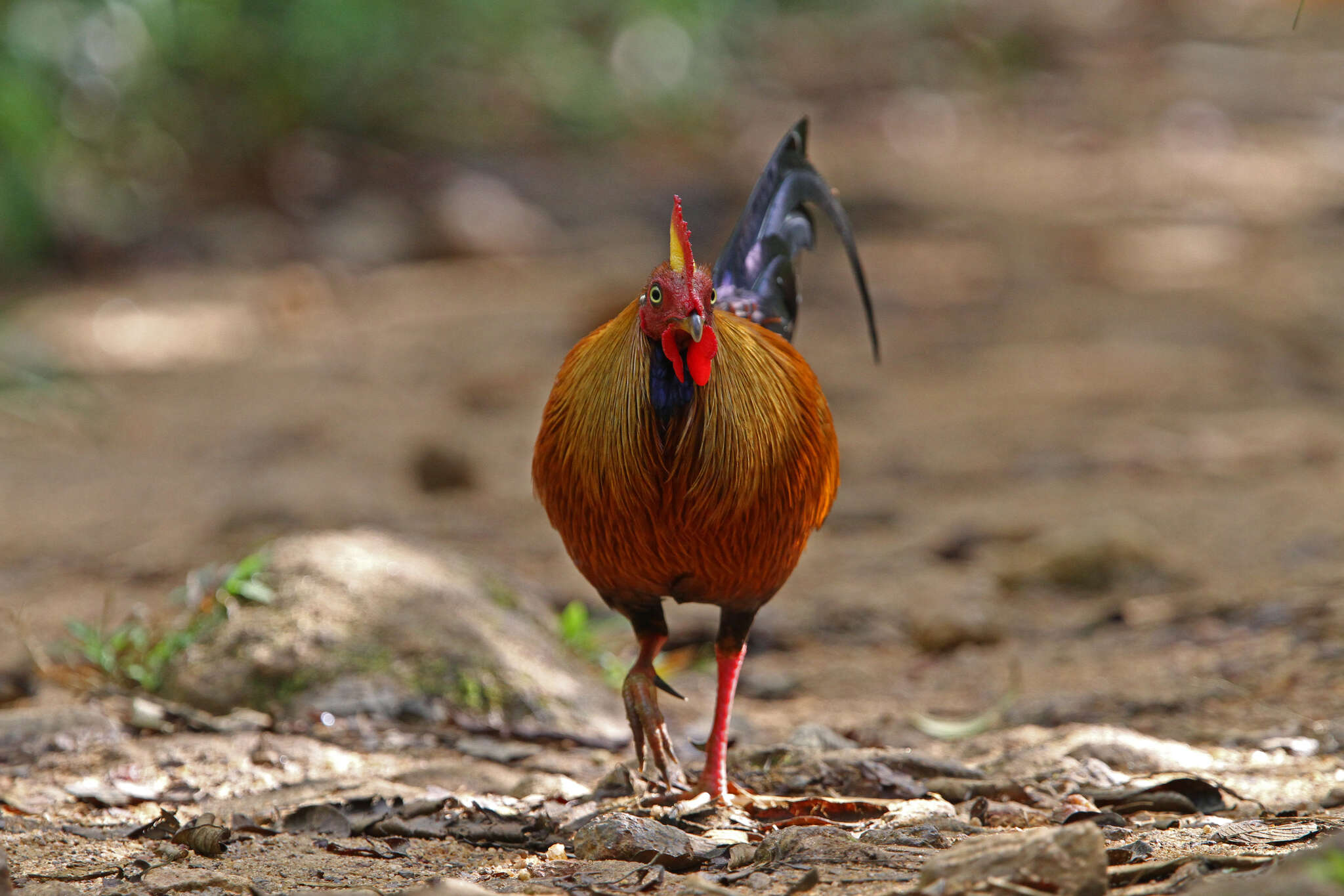 Image of Ceylon Junglefowl